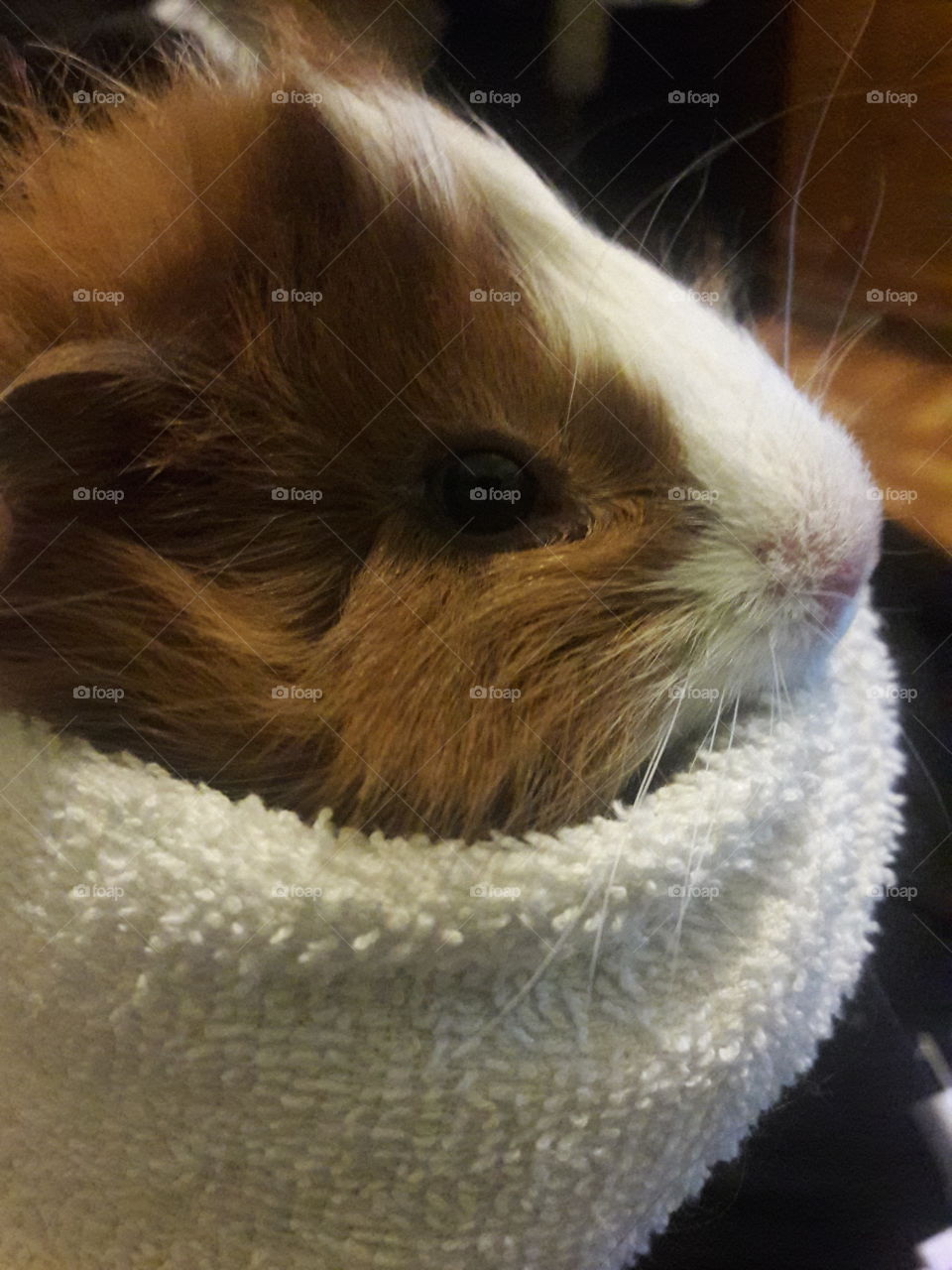 pet guinea pig wrapped up in a blanket.