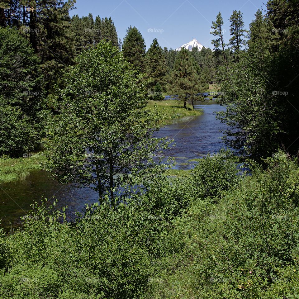 The Metolius River in Central Oregon rushes along its ponderosa pine tree and bush covered river banks with Mt. Jefferson in the background on beautiful sunny summer day. 