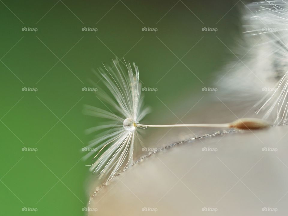 Dandelion seed