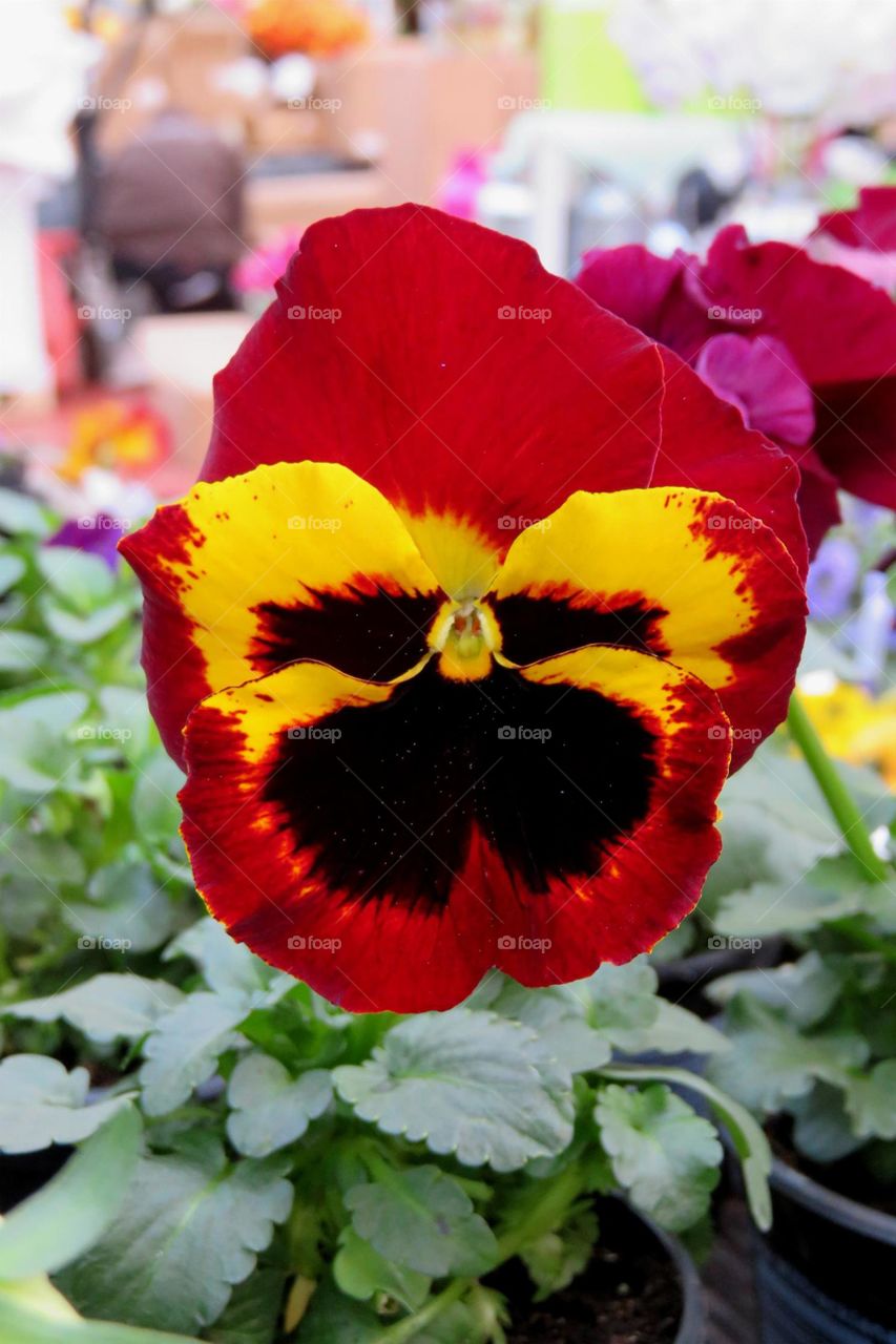 fancy pansy 