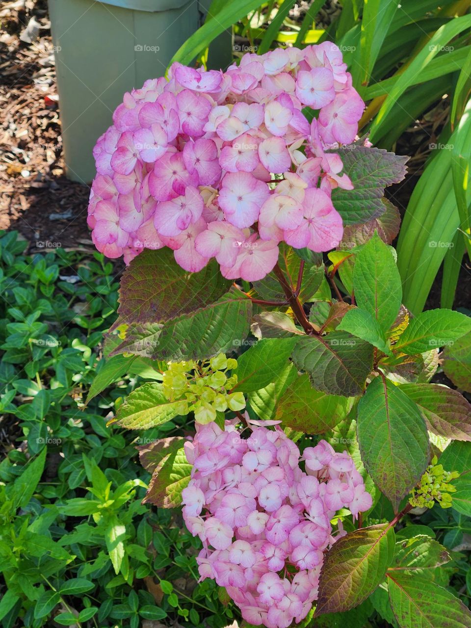 close up of bold pink and white hydrangea flower blossoms and green leaves in suburban Oregon garden