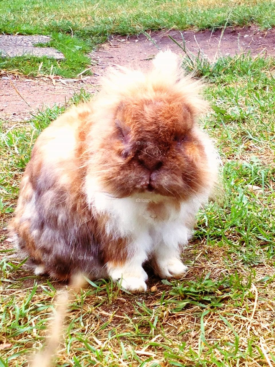 Lion head rabbit