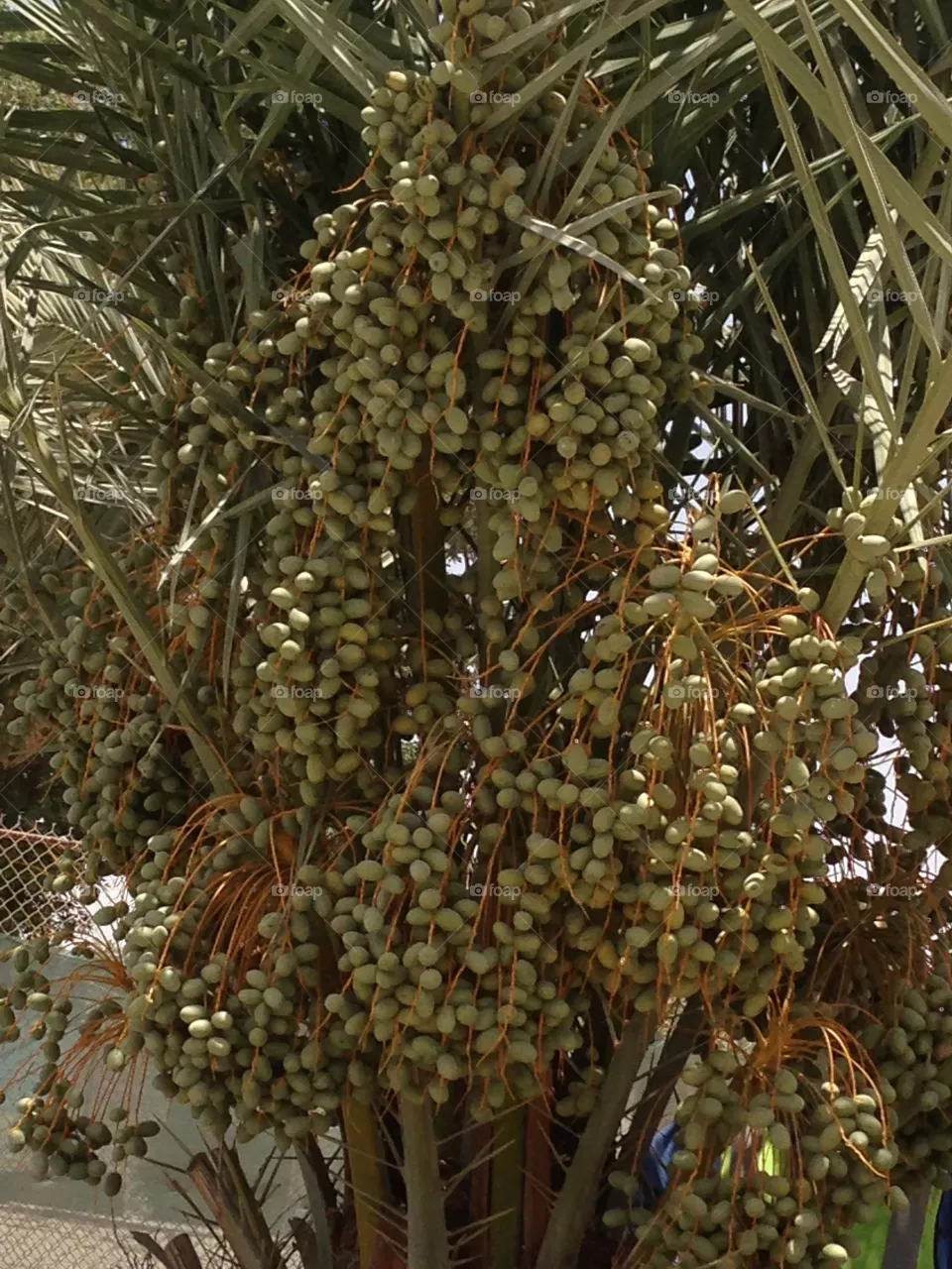 Dates
