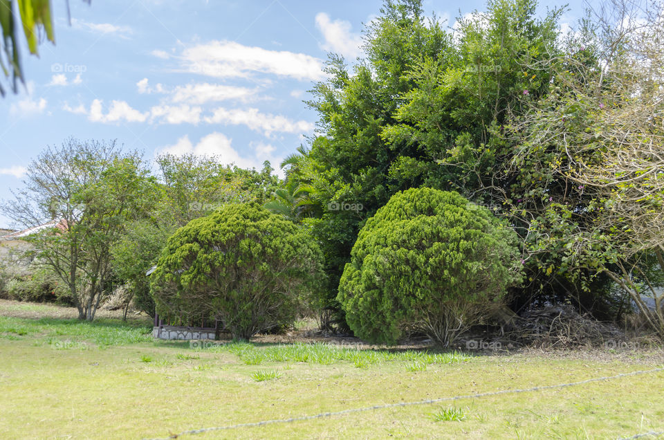 Trees In The Park