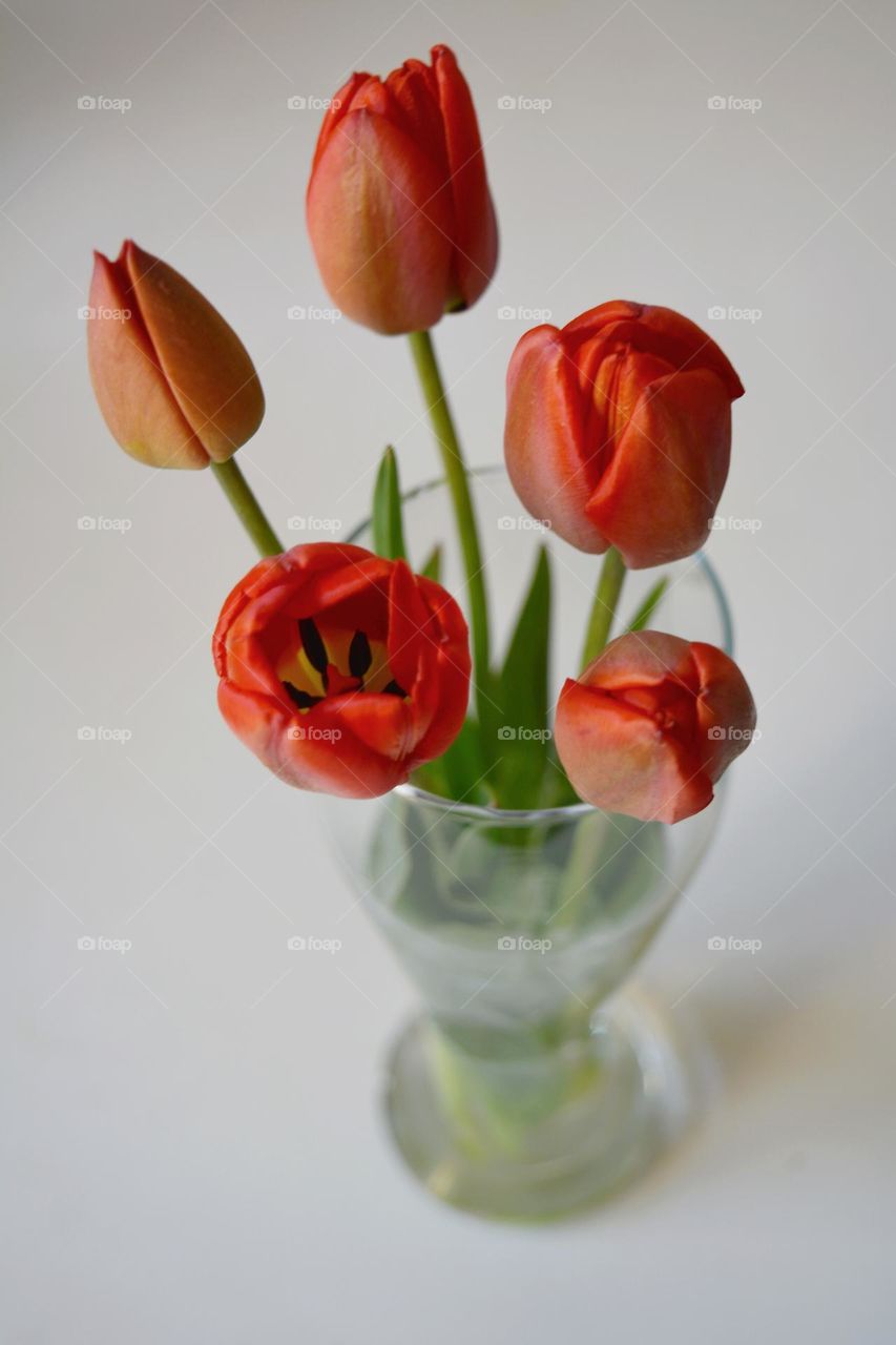 red tulips flowers in vase spring time