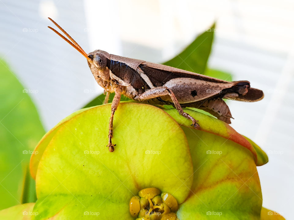 grashopper on a green leaf