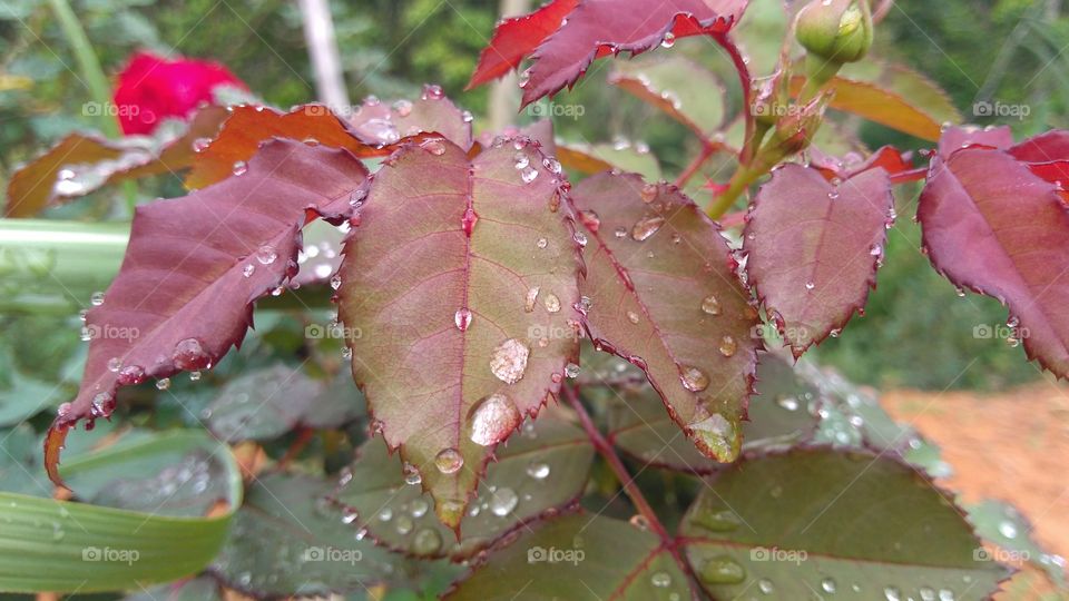 Folhas novas de roseira.