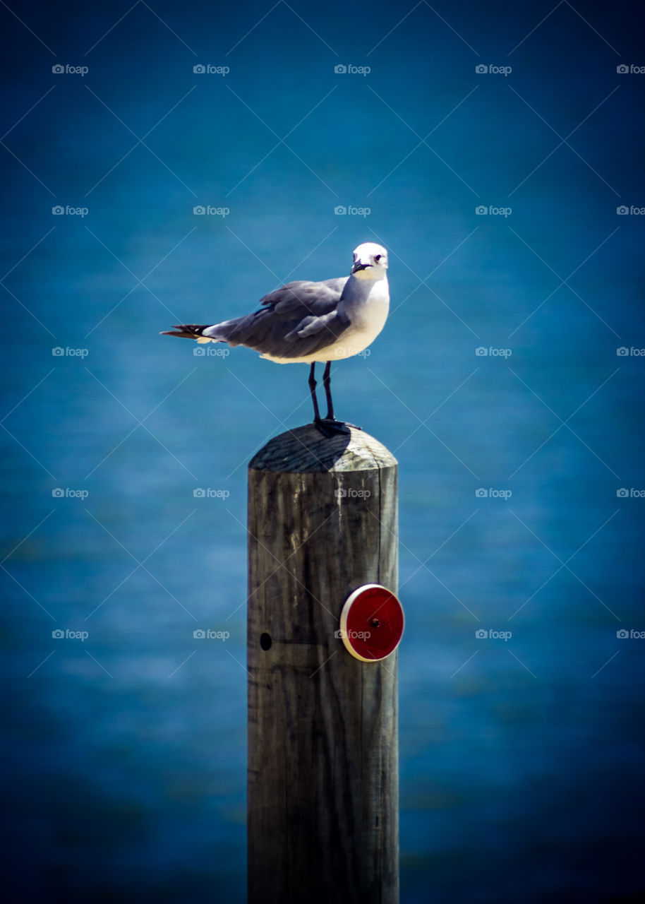 Seagull
