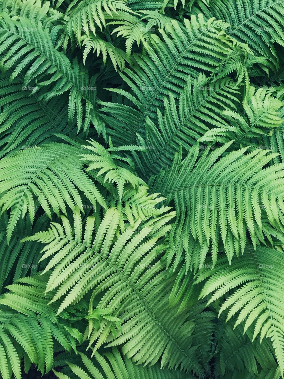 Leaf, Fern, No Person, Nature, Flora