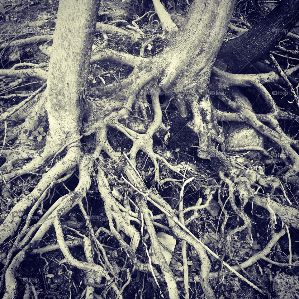 Roots