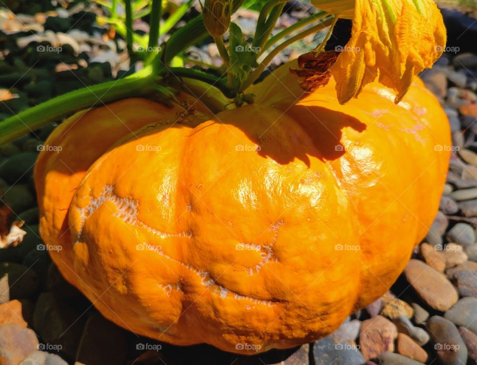 it's nearly Pumpkin Season!!!🎃🎃🎃