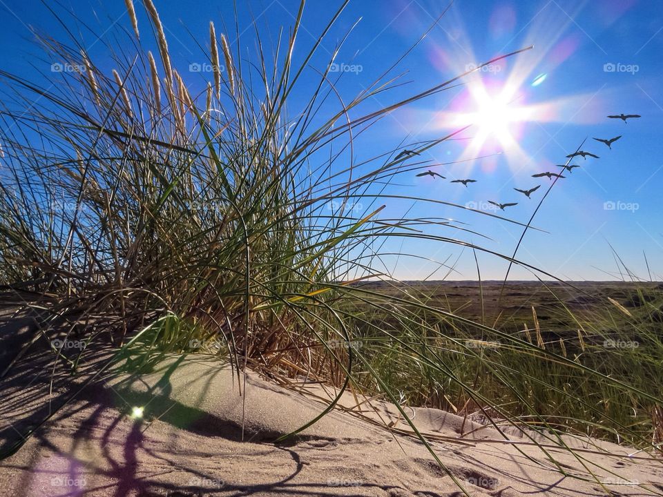 Flock of birds flying in sky