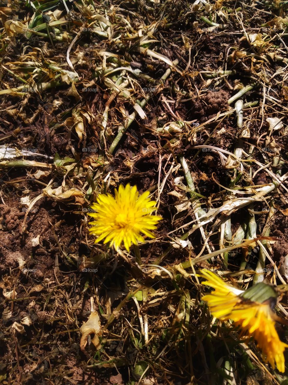 dandelion