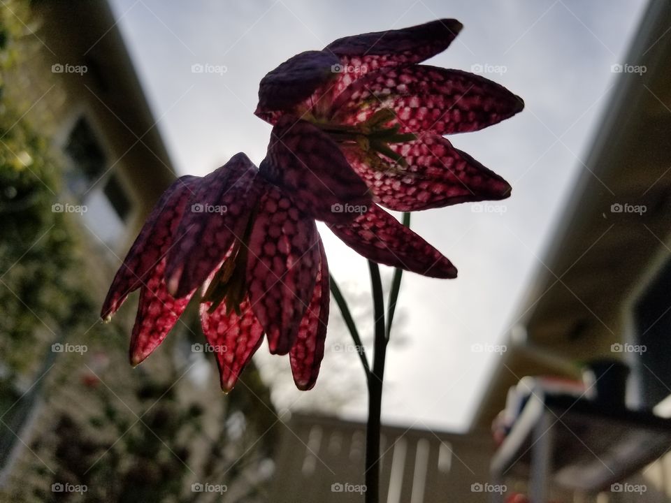 fritilaria meleagris