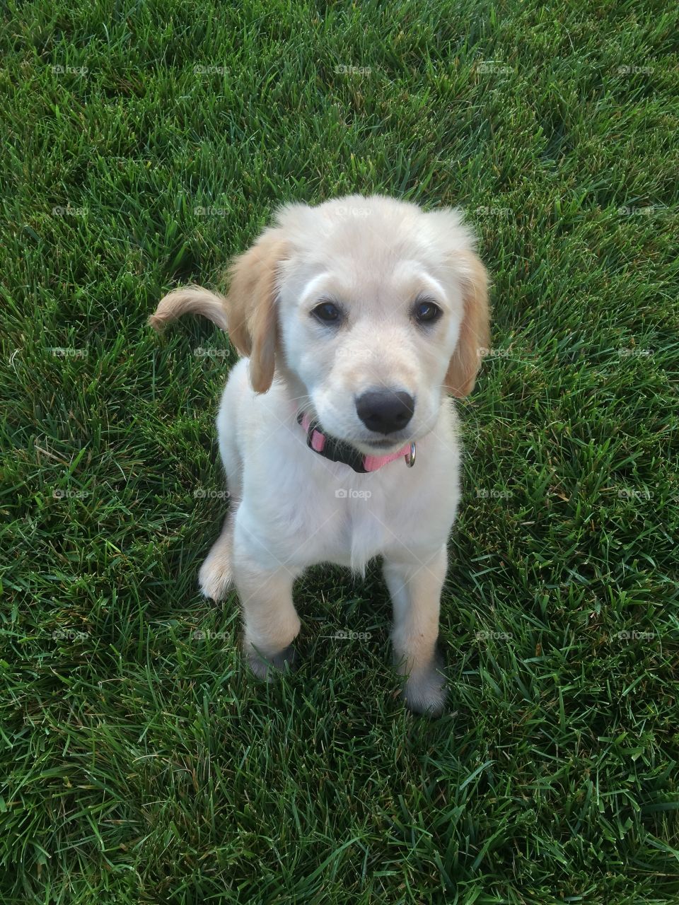 Golden retriever puppy 