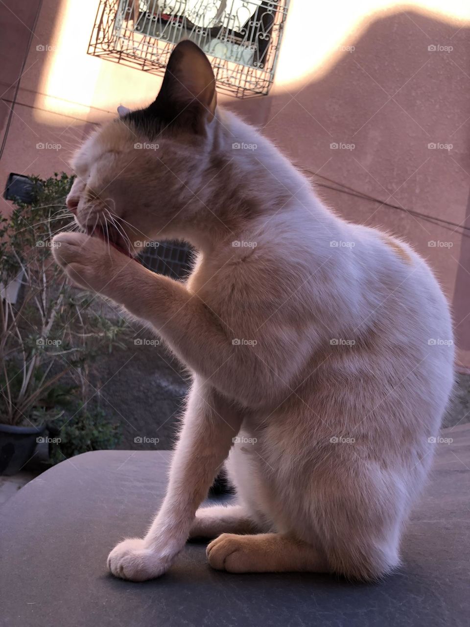 One cat sitting on a car .