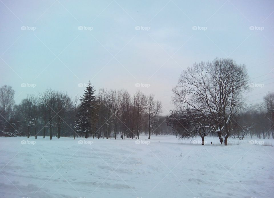 Winter, Snow, Tree, Cold, Weather