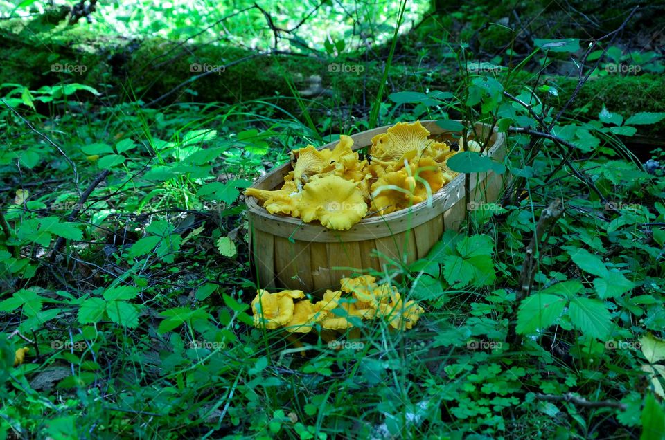 Chanterelles
