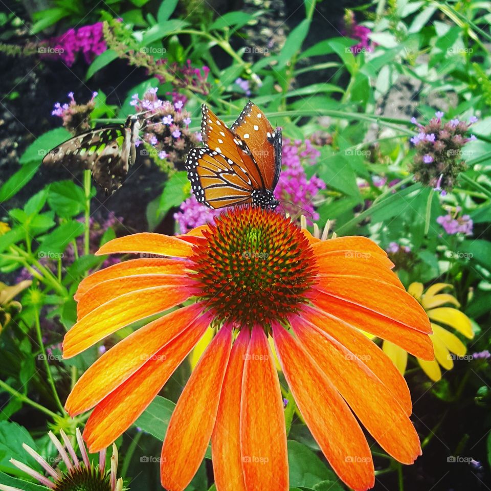 Nature, Butterfly, Flower, Summer, Garden