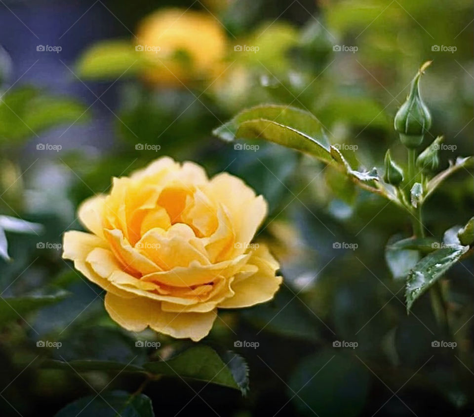 A cheerfully bloomed yellow tea rose standing next to another bud waiting to open 