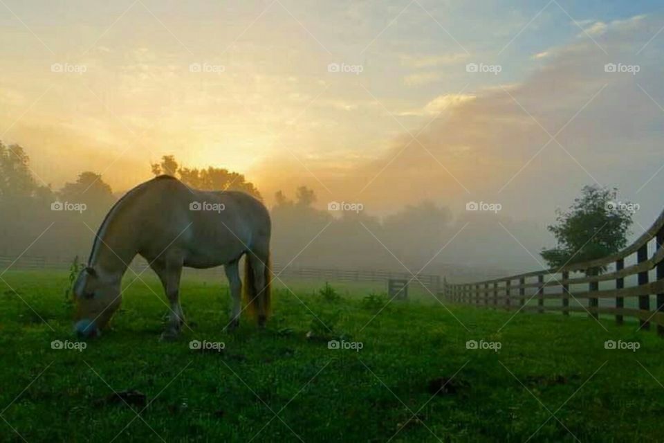 horse at nightfall