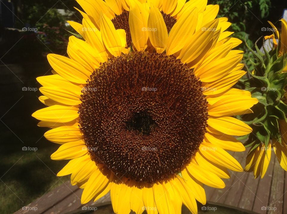 A close up of a beautiful sunflower.