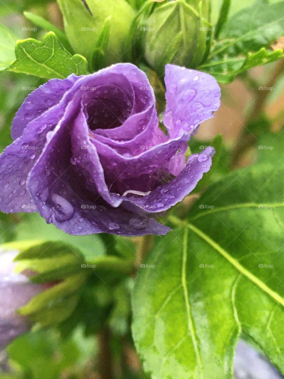 Pretty raindrops on a beautiful purple flower