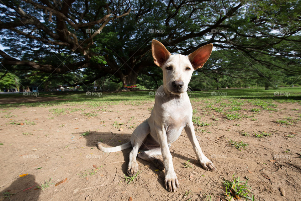 Dog in the big tree