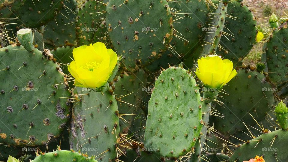 pear cactus