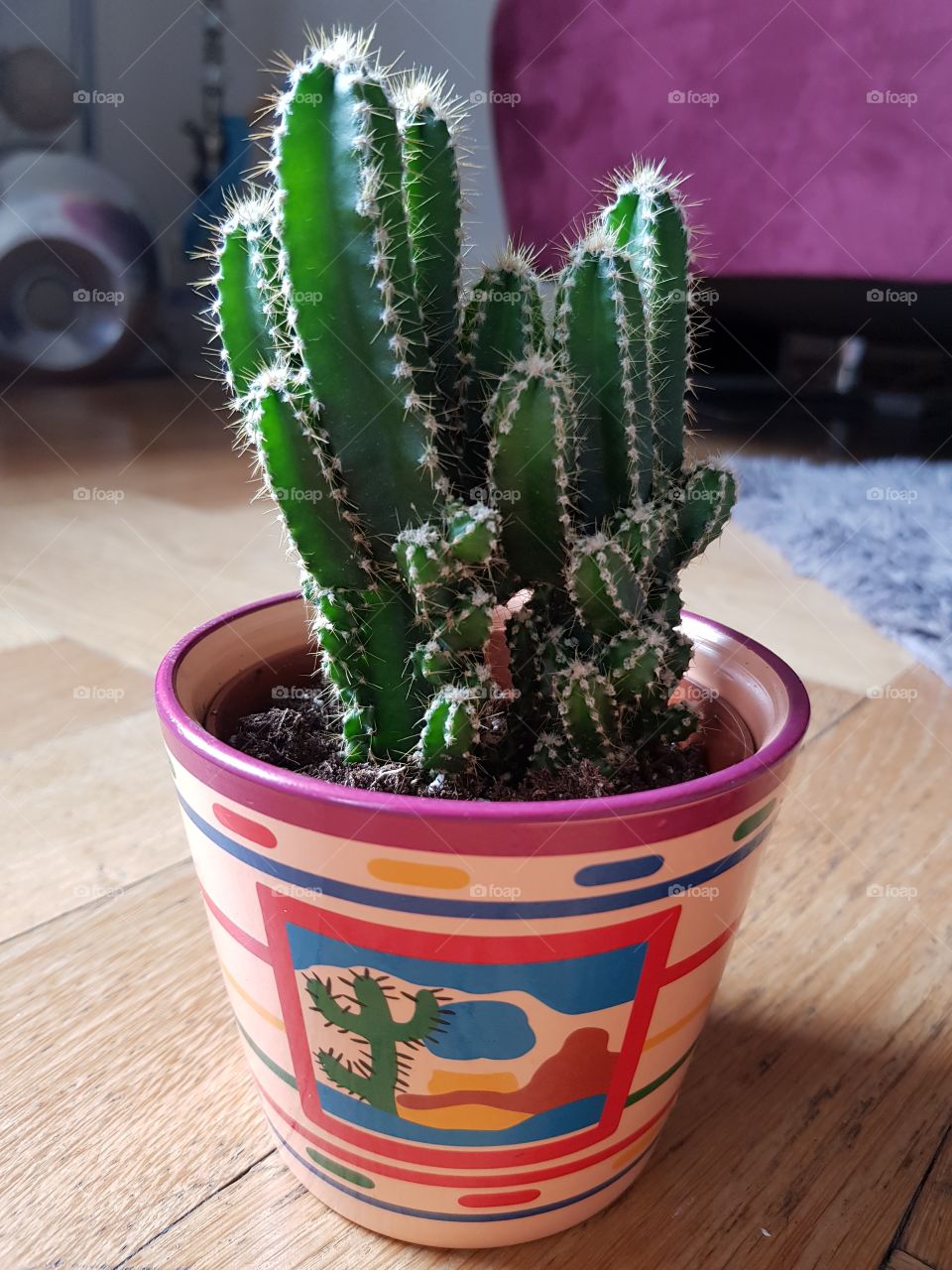Cactus