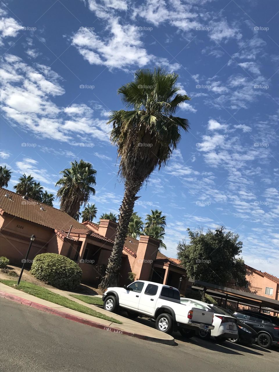 A large palm tree within the apartment complex.