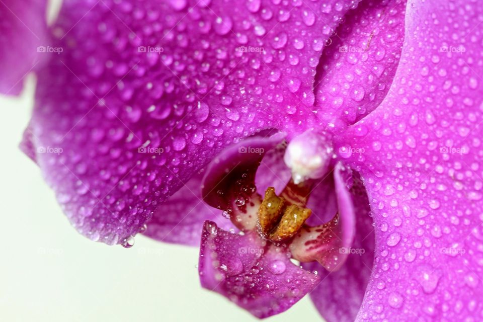 Wet pink orchid 