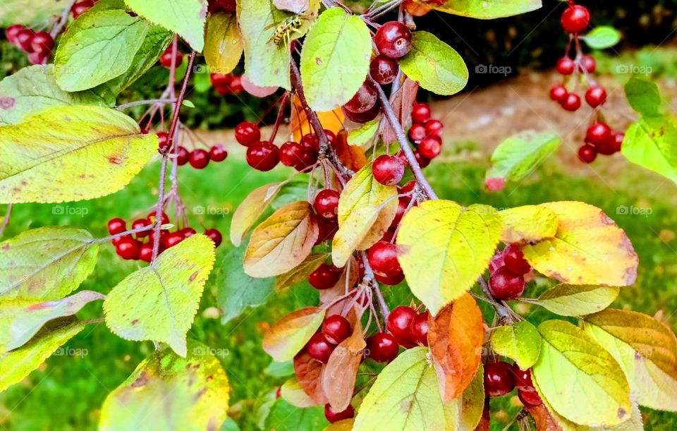Yellowjacket and crabapples