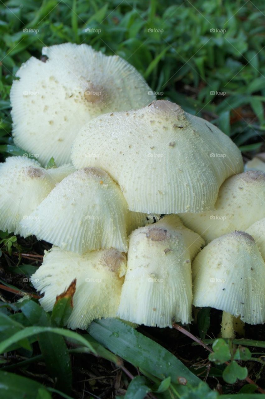 Group of cream mushrooms