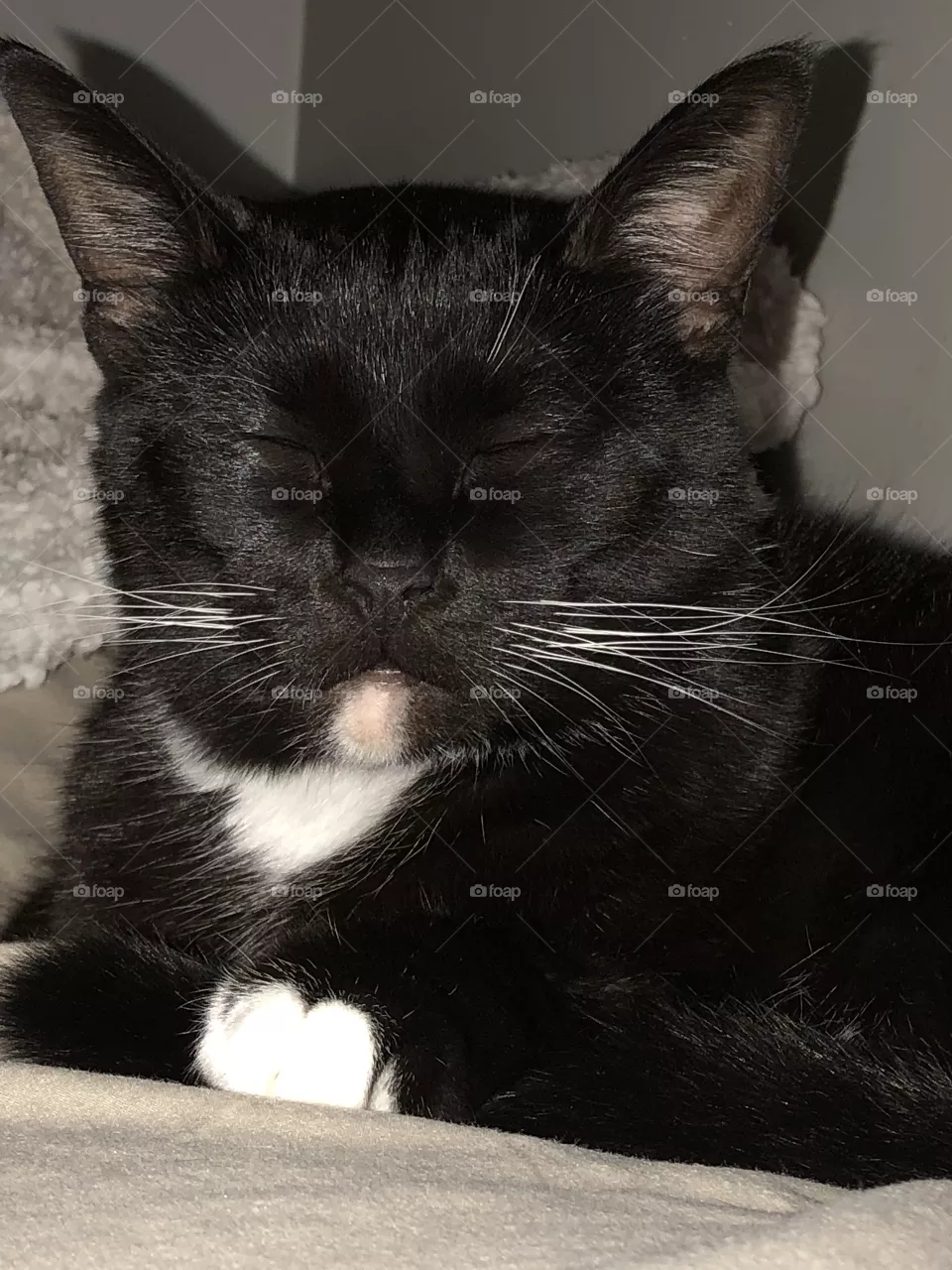 Poe is sleepy