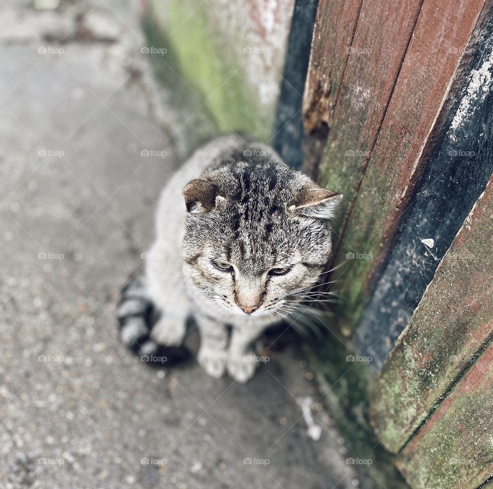 Crazy cat portrait