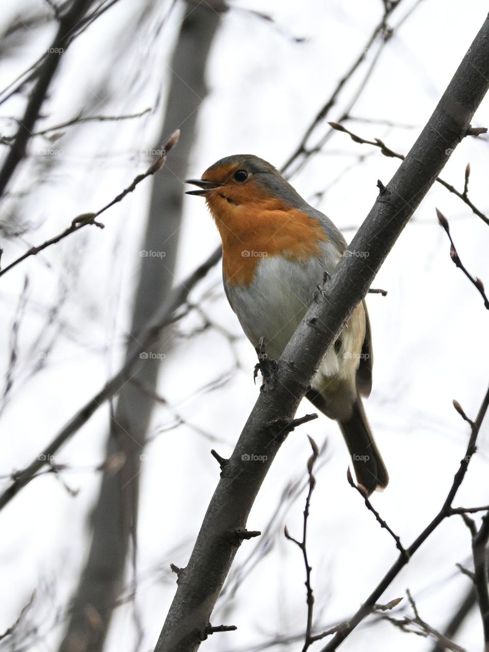 Small Curious European Robin Singing but keeping a close eye on me.