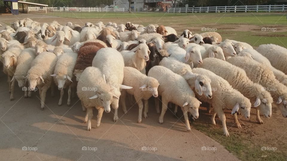 Sheep. Sheep walking, walking sheep 