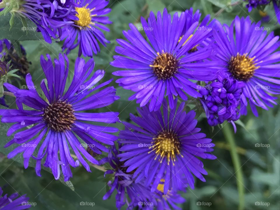 Flowers in Central Park NYC