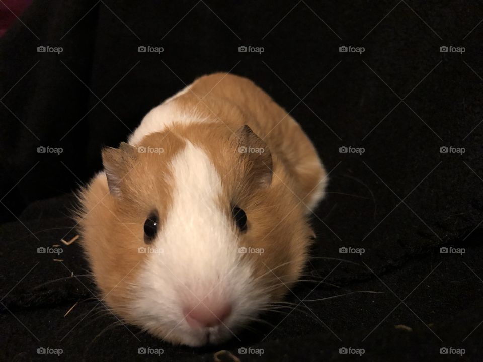 Sugar the guinea pig