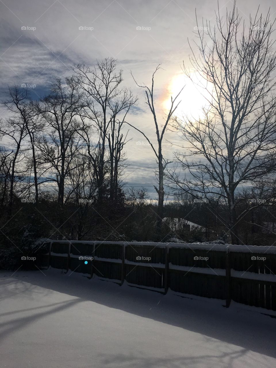 Bare trees near sidewalk