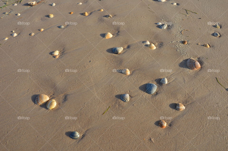 Senegal,shells on the beach