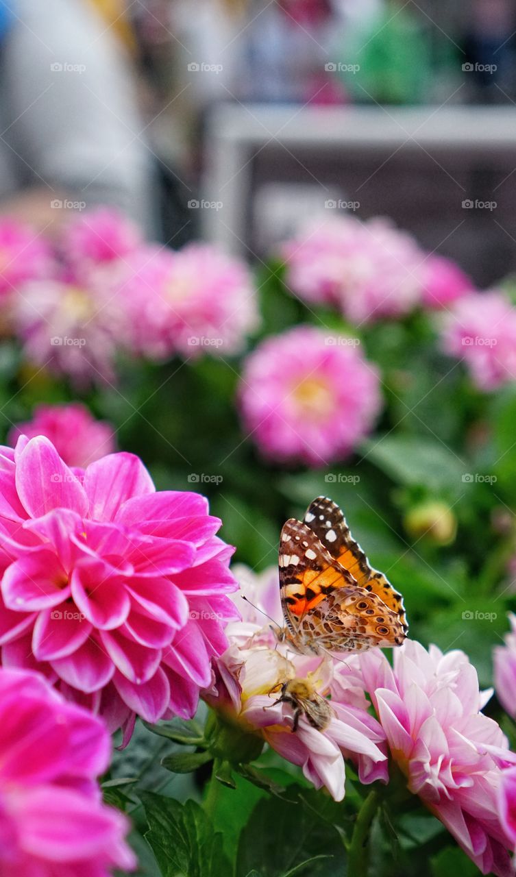 Autumn colors on a butterfly