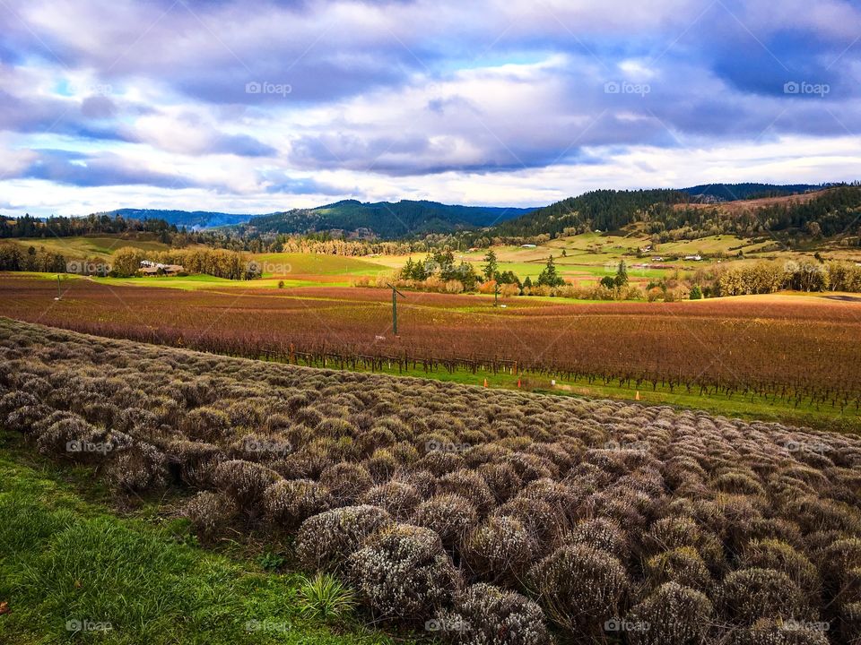 Scenic view of landscape