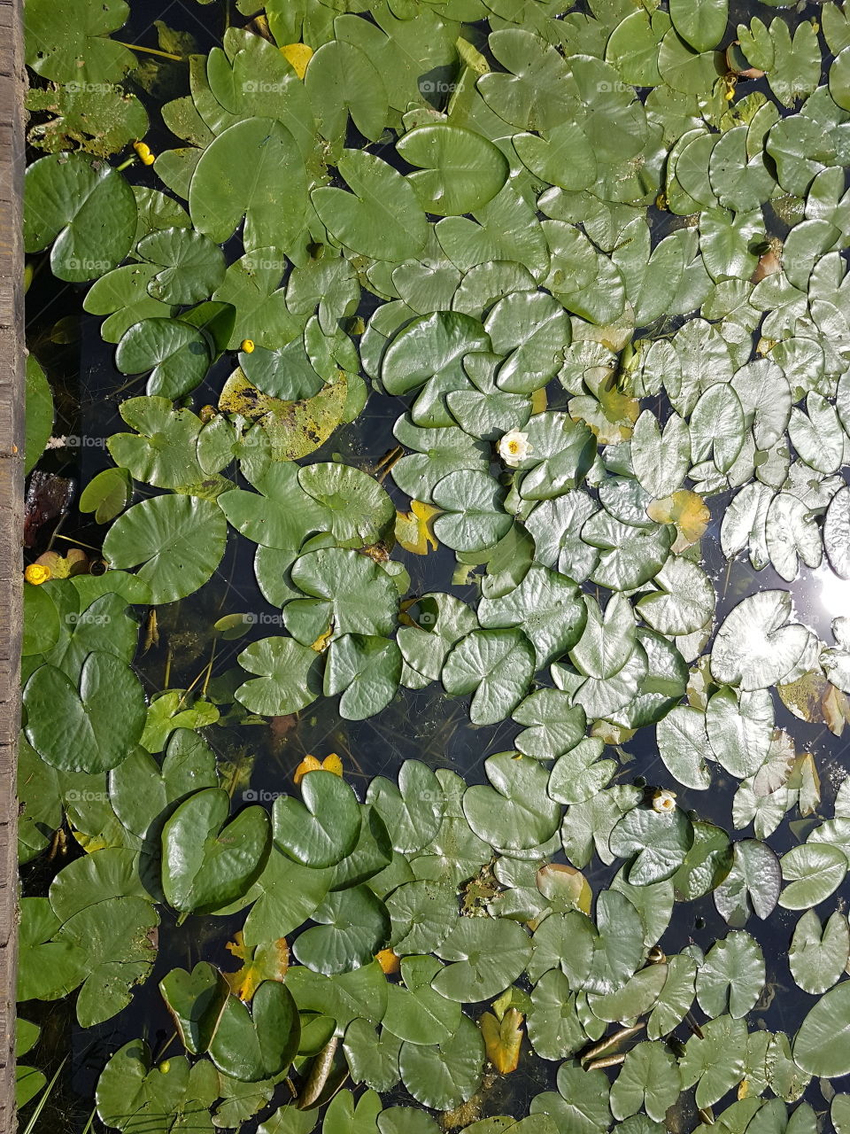 Flora in pond