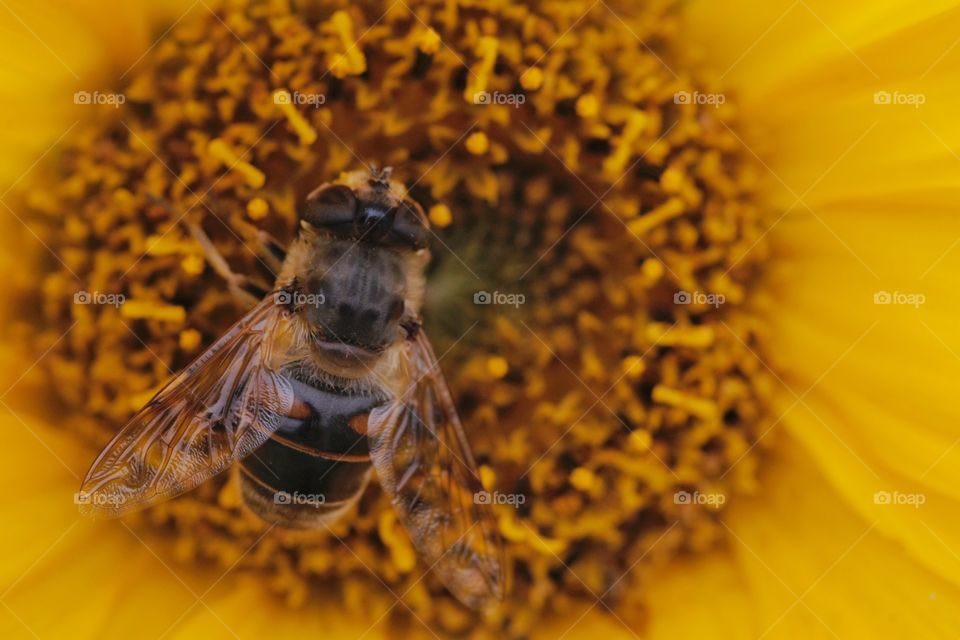 Bee on sunflower