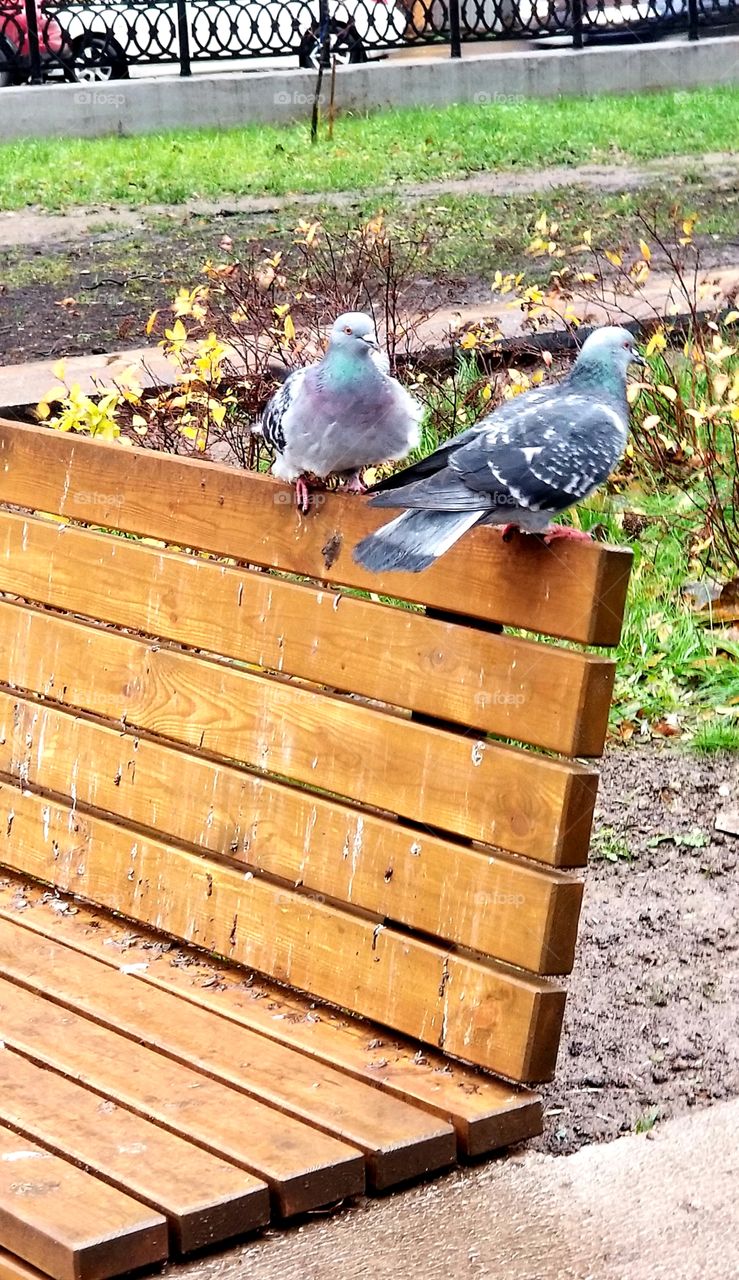 A couple of pigeons resting on a bench in the park