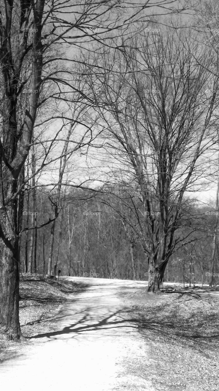 Tree, Wood, Landscape, Winter, Fog