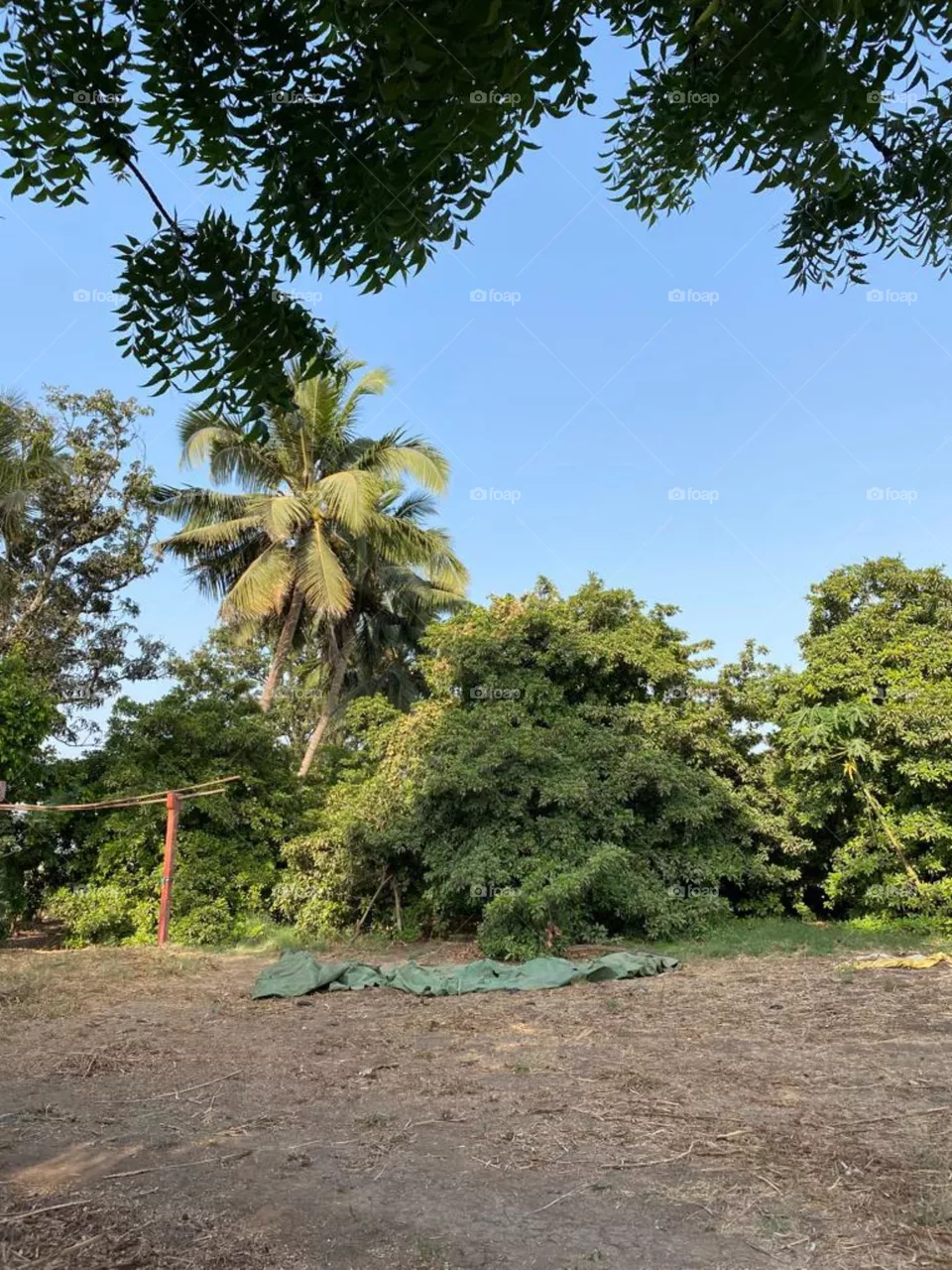 coconut Tree