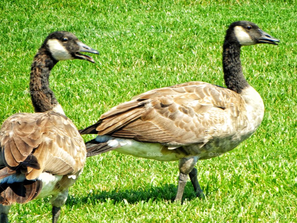 Canada Goose